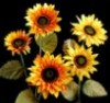 kasbah: sun flowers (sun_flowers)