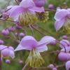 jinian: (Thalictrum uchiyamai)