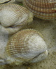 jinian: (FHL cockles)