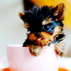 capri: (Stock: 1 Puppy 1 Cup)