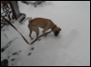 magdalenazdreem: (Tadpole in the Snow)
