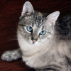 ext_30449: Ty Kitty (Default)