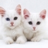 bibbinuss: (White kittens sitting)