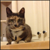 riverlight: My sweet cat Billie on my kitchen counter. (Billie: Billie on the kitchen counter)