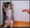 amycat: Kitten standing on hind-paws, backed into a corner with forepaws in "Hands Up!" pose; hand pointing at him like a gun. (Busted!)