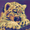 abouthalfthree: cute big cat cub (Cheeter Cub)