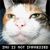 nonelvis: (CAT inu is not impressed)