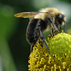 nonelvis: (GARDEN bee)