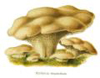 oursin: Picture of hedgehog mushrooms (Mushroom)