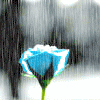 blue_rampion: A blue rose in the rain (Rose in the rain)