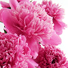 adair: deep pink peony (peony)