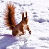 marcicat: (freakout squirrel)