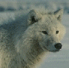 littlesilvertip: (Wolf)