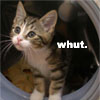 nostariel: Bemused looking kitten, captioned "whut." (whut kitten)