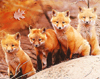 dragondie7: foxes (fox)