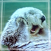 doughtier: (animal / happy otter)