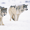 queerwolf: (winter wolves)