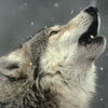 queerwolf: (howling wolf)