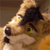 mortonfox: (coyote3)