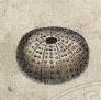 oursin: Early C19th engraving of a sea urchin (urchin)