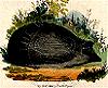 oursin: A painting, possibly C19th, watercolour perhaps, of a hedgehog with some greenery around it (other hedgehog)