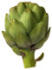 oursin: A globe artichoke (artichoke)