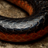 umbrael: (Lizard King • Coils)