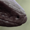 umbrael: (Lizard King • Snout)