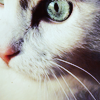 possibilityleft: (cat eye)
