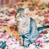 goodbye_wonderland: (cats)