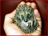 oursin: A tiny hedgehog in the palm of a hand (little hedgehog)