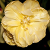 biggelois: (Tulip1)