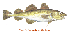 oursin: Painting of a cod (Cod)