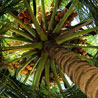 pinesandmaples: A coconut tree viewed from the ground (theme: dizzy)