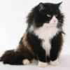 lordofsin: (Kitty Belial)
