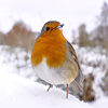 icepixie: ([Photos Stock] Robin in the snow)