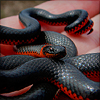 graceful_descent: (*Serpent - IMMA WATCHIN U)