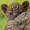 tornir: Photograph of a wide eyed leopard cub, peering out from behind a large tree root. (O.O;)