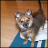tessercat: A small, tan and black Pomeranian puppy standing, looking at the camera. (apocapuppy)