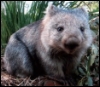 ext_99456: Wombat pretending to be cute. (Default)