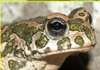 zieg: (Bufo_viridis)