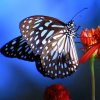waterfell: blue tiger: tirumala limniace (misc ✫ the last fire of her star)