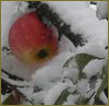elvit: (random_winter_apple)