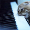 sonia_alcana: (ooc cat)