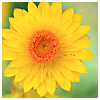 beautiful_dreams_25: yellow flower (Default)