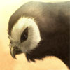 knowitowl: (doesn't give a hoot)