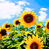kay_brooke: A field of sunflowers against a blue sky (summer)