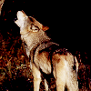 atlantic_city_alpha: (Wolf form - ahhROOOOOOO!!!)