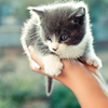 recessional: (here, take this) a hand holding out a kitten (personal; it's too dangerous to go alone)