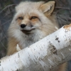 justhuman: Lakota Wolf Preserve (foxtree)